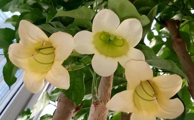 两树开花，不富也发，建议您在家里多种几棵，保证生活越过越好
