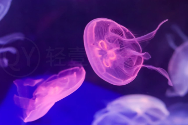 水母