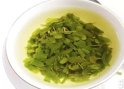 鸡骨草叶泡茶的功效是什么？饮用鸡骨草叶茶需要注意什么？