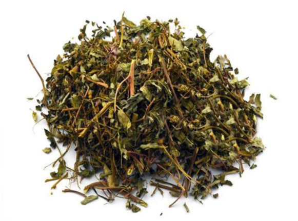 珍珠草 珍珠草