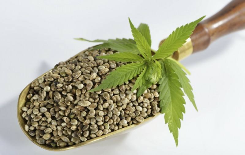 火麻仁过量伤肾脏