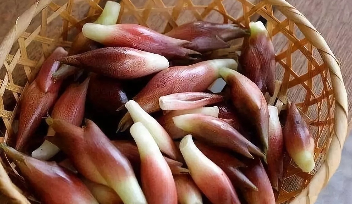 阳荷可以活血调经