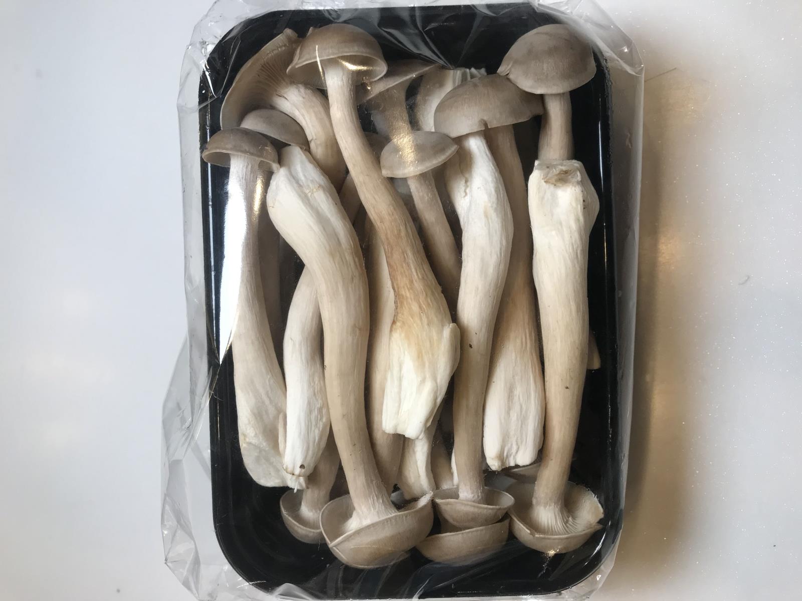 鹿茸菇抗肿瘤