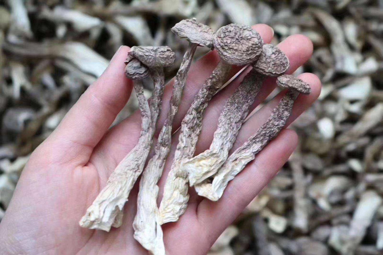 鹿茸菇降血压