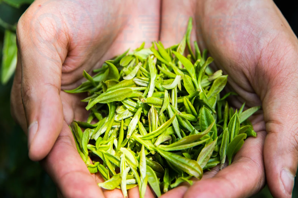绿茶