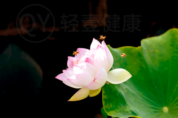小暑