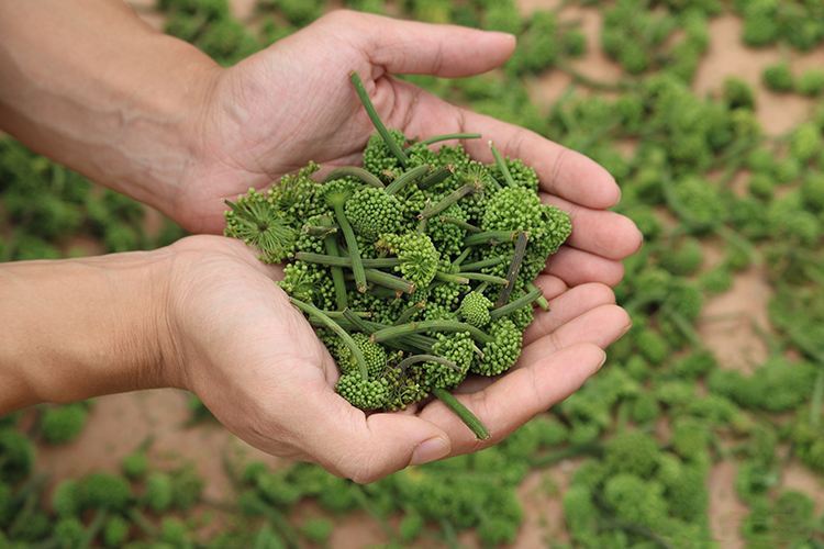 三七花抗疲劳 三七花抗疲劳
