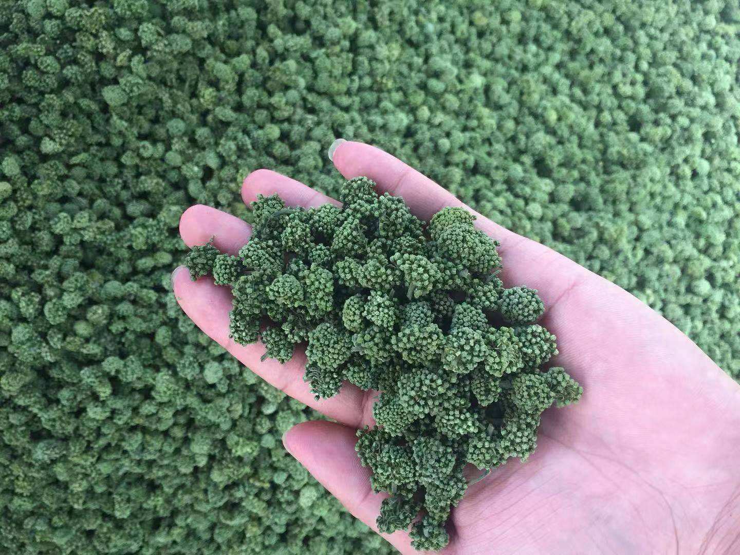 三七花虚寒患者忌食用