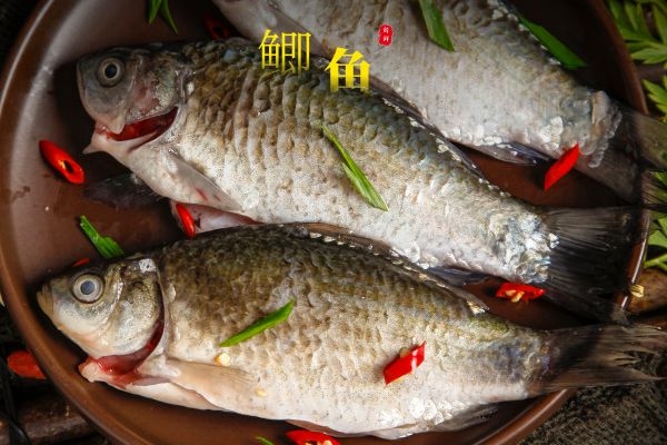 鲫鱼的营养价值.jpg 鲫鱼的营养价值.jpg