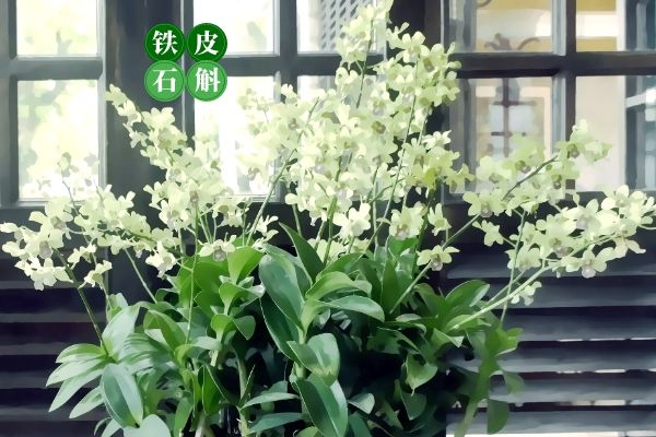铁皮石斛可以养护卵巢.jpg