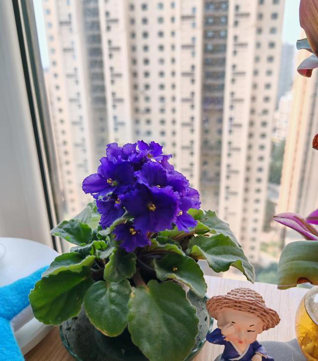 适合卧室养的6种花，耐阴皮实不挑环境，开花一茬接一茬不停下