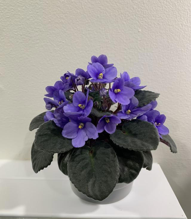 适合卧室养的6种花，耐阴皮实不挑环境，开花一茬接一茬不停下