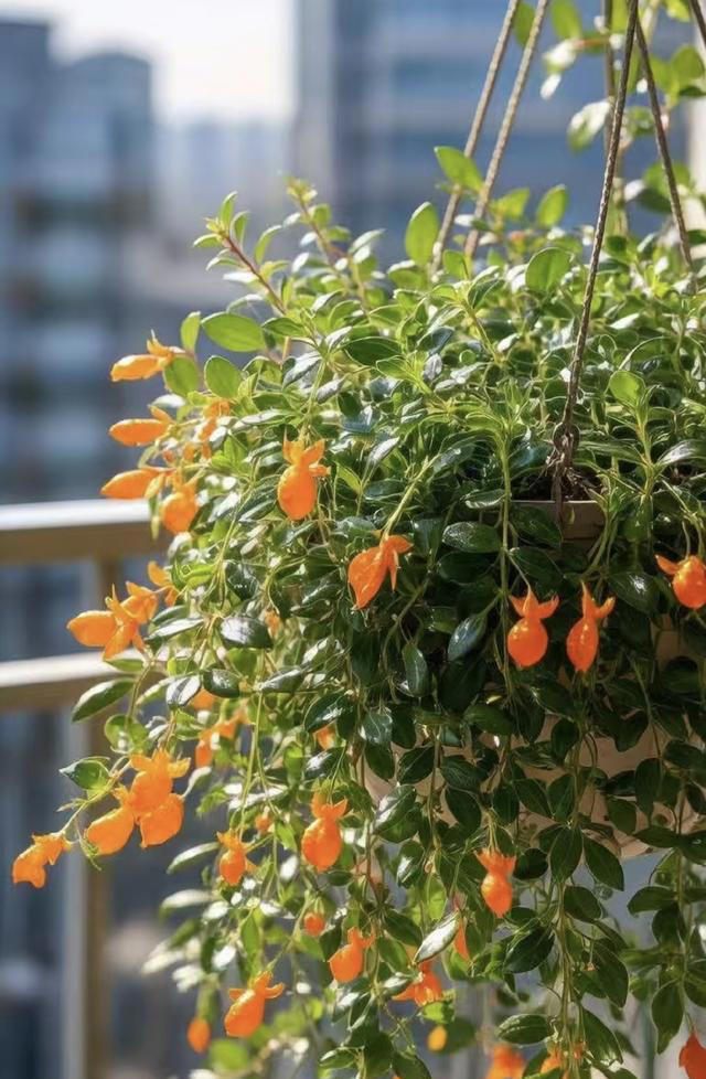 适合卧室养的6种花，耐阴皮实不挑环境，开花一茬接一茬不停下