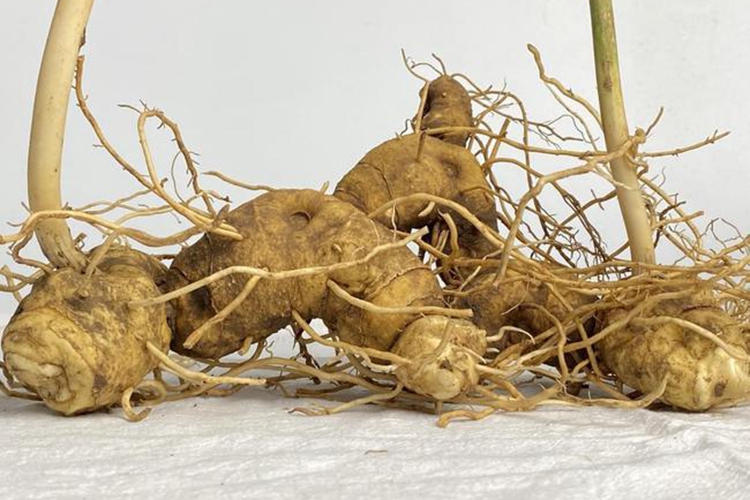 中医名称之由来