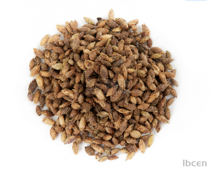 苍耳子——祛风通窍与散寒止痛之要药